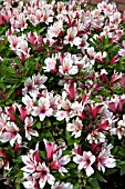 ALSTROEMERIA ITICANCHA WHITE PINK BLUSH