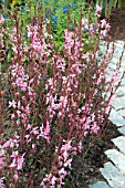 GAURA LINDHEIMERI SISKIYOU PINK