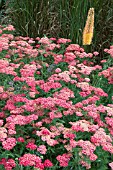 ACHILLEA MILLEFOLIUM CERISE QUEEN