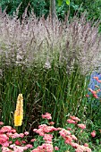 CALAMAGROSTIS X ACUTIFOLIA KARL FOERSTER