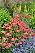 NEPETA, EREMURUS AND ACHILLEA MILLEFLORUM CERISE QUEEN