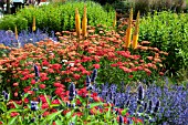 NEPETA, EREMURUS AND ACHILLEA MILLEFLORUM CERISE QUEEN