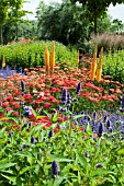 NEPETA, EREMURUS AND ACHILLEA MILLEFLORUM CERISE QUEEN