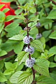 MENTHA ARVENSIS