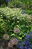 ALLIUM, NEPETA, PHLOMIS AND ASTER