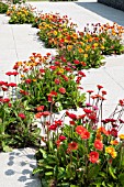 GERBERA IN PAVING SQUARES