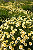 ARGYRANTHEMUM FRUTESCENS JAMAICA PRIMROSE