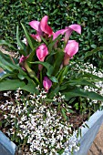 ZANTEDESCHIA WITH EUPHORBIA DIAMOND FROST