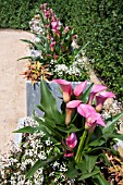 ZANTEDESCHIA WITH EUPHORBIA DIAMOND FROST