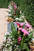 ZANTEDESCHIA WITH EUPHORBIA DIAMOND FROST