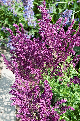 SALVIA_NEMEROSA_PLUMOSA