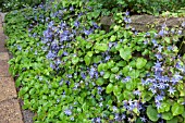 CAMPANULA POSCHARSKYANA  GROUND AND WALL COVER