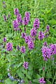 STACHYS OFFICINALIS HUMMELO