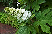 HYDRANGEA QUERCIFOLIA SNOW QUEEN