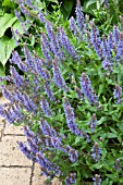 SALVIA X SYLVESTRIS BLAUHUGEL AGM