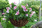 HANGING BASKET WITH LATHYRUS MAY GIBBS FAIRY