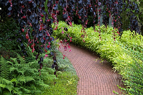PATH_OF_BRICKS_AT_APPLETERN_NL__SURROUNDED_BY_GROUND_COVER_PLANTS_FERNS_AND_BAMBOO_WITH_WEEPING_COPP