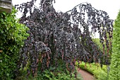 FAGUS SYLVATICA PURPUREA PENDULA