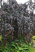 FAGUS SYLVATICA PURPUREA PENDULA