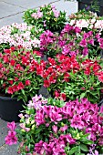 ALSTROEMERIA DWARF HYBRIDS IN CONTAINERS