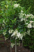 LIGUSTRUM JAPONICUM TEXANUM