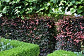 HEDGES, BUXUS, FAGUS SYLVATICA PURPUREA, AND PLEACHED LIME (TILIA)