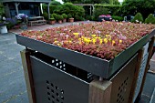 LIVING ROOF OF SEDUMS AT APELTERN GARDENS THE NETHERLANDS - ROOF OVER RUBBISH BINS