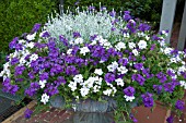 CONTAINER OF ANNUALS OF VERBENA AND  LEUCOPHYTA BROWNII (SYN CALOCEPHALLUS BROWNII)