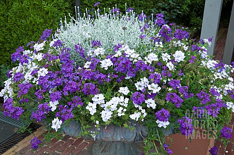 CONTAINER_OF_ANNUALS_OF_VERBENA_AND__LEUCOPHYTA_BROWNII_SYN_CALOCEPHALLUS_BROWNII