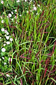 IMPERATA CYLINDRICA RED BARON