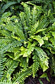 BLECHNUM SPICANT AGM