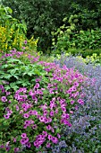 GERANIUM PSILOSTEMON SURROUNDED WITH NEPETA, LYSIMACHIA AND ANGELICA