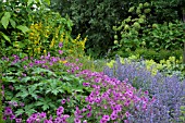 GERANIUM PSILOSTEMON SURROUNDED WITH NEPETA, LYSIMACHIA AND ANGELICA