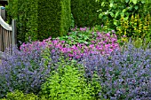 PERENNIAL BORDER WITH GERANIUM PSILOSTEMON, NEPETA AND LYSIMACHIA