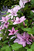 CLEMATIS HAGLEY HYBRID