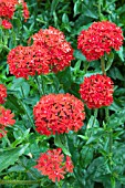 LYCHNIS CHALCEDONICA AGM