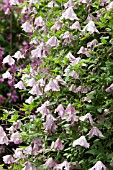 CLEMATIS HAGLEBY PINK