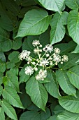 ARALIA CORDATA