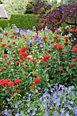 LYCHNIS CHALCEDONICA IN BORDER