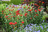 LYCHNIS CHALCEDONICA IN BORDER