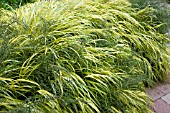 HAKONECHLOA MACRA ALBOAUREA AGM WITH FERN