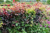 FAGUS HEDGE MIXED WITH NEW GROWTH IN SUMMER