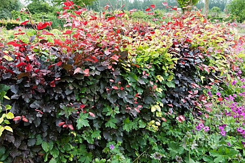 FAGUS_HEDGE_MIXED_WITH_NEW_GROWTH_IN_SUMMER