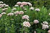 LYCHNIS CHALCEDONICA ROSEA