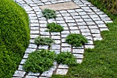 PATH WITH AROMATIC PLANTS