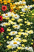 LEUCANTHEMUM BROADWAY LIGHTS