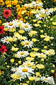 LEUCANTHEMUM BROADWAY LIGHTS