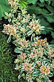 SEDUM SPURIUM TRICOLOR