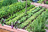 VEGETABLE GARDEN RAISED