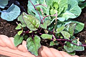 MALABAR SPINACH